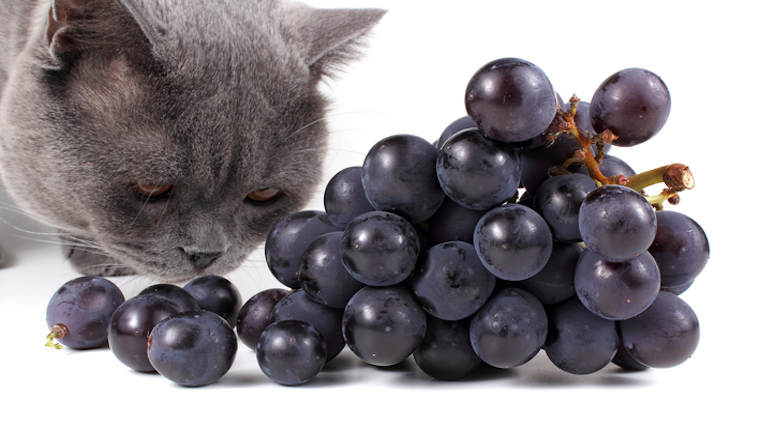Katze und Trauben