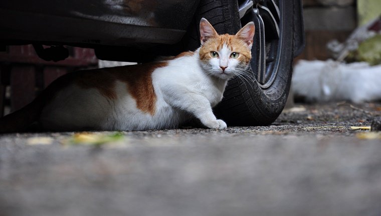streunende Katze versteckt sich unter dem Auto