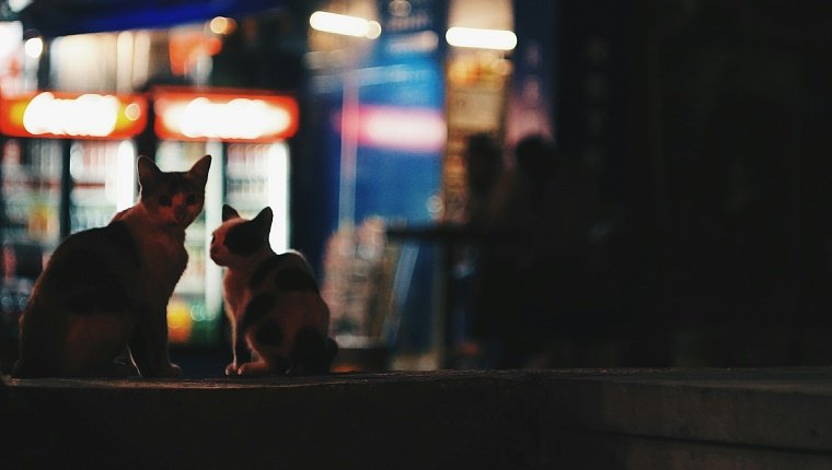 Katzen sitzen nachts auf Stützmauer
