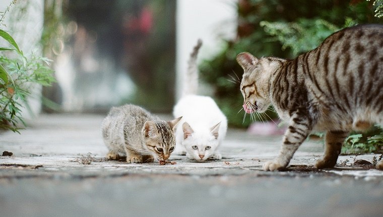 Straßenkatzenfütterung.