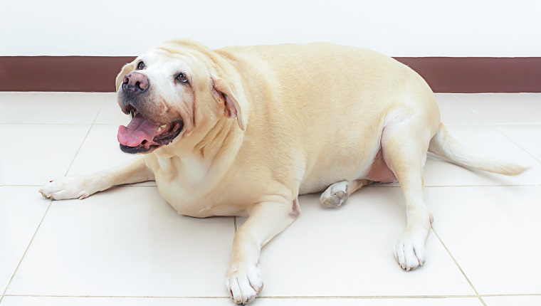 fetter Labradorhund auf dem Boden, 8 Jahre alt.
