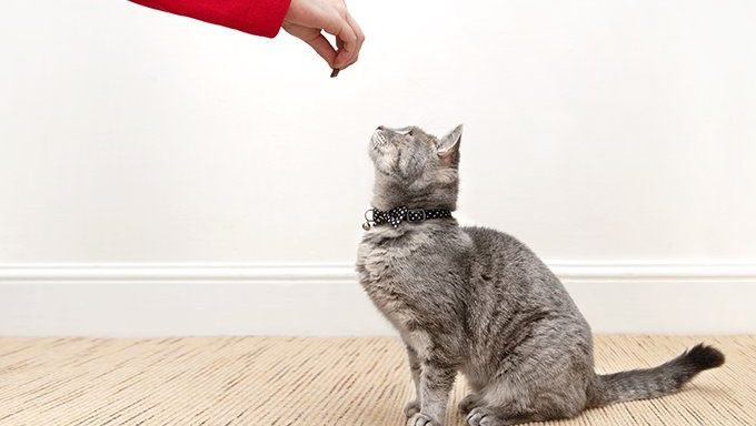 Katze, die Hand hält behandeln behandeln