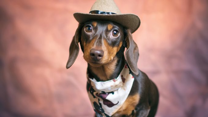 10 besten Wiener Hundekostüme für Halloween [PICTURES] Haustiere Welt