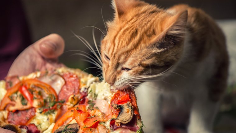 Katze, die Pizza isst