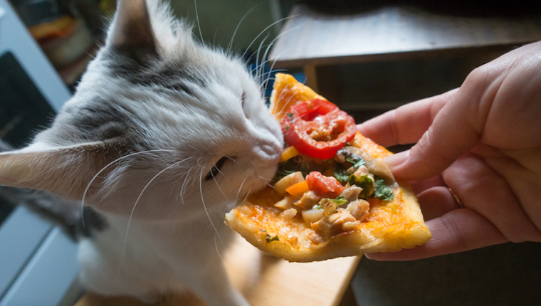 Kätzchen, das Pizza isst