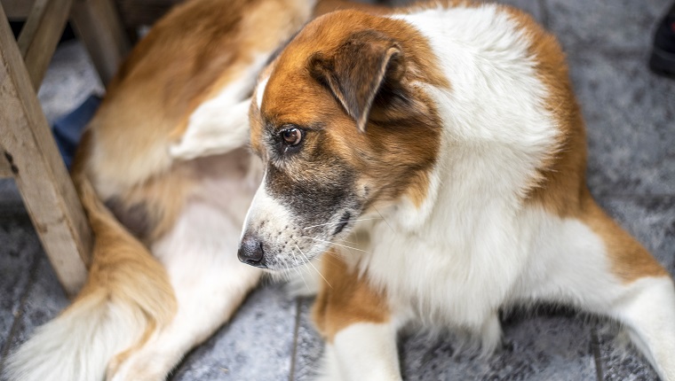Hautallergien bei Hunden Symptome, Ursachen und Behandlungen