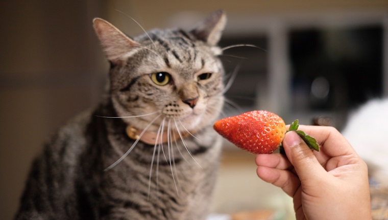 Beschnittene Hand, die der Katze Erdbeere gibt