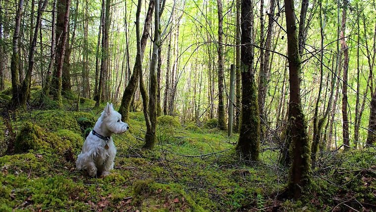 Jagd-Tragödie und der Mantel des West Highland White Terrier