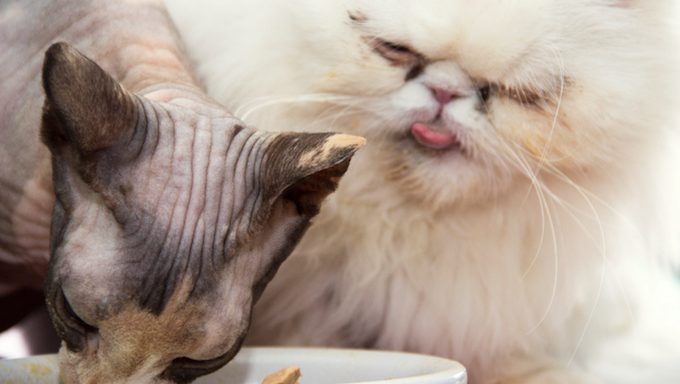 Haarlose Katzen haben großen Appetit
