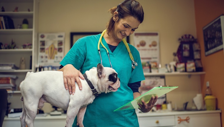 Junger glücklicher Tierarzt, der medizinische Dokumente einer Bulldogge liest.
