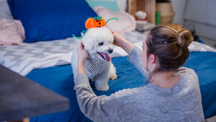 Rückansicht einer jungen Frau, die Jack o 'Laternenhut auf ihren Hund als Dekoration für Halloween setzt.