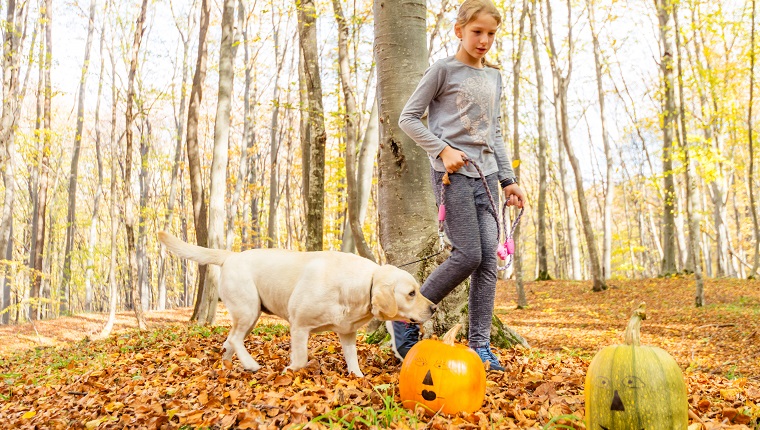 10 Jahre altes Mädchen findet zwei gemalte Halloween-Kürbisse, während sie ihren gelben Labrador-Hund im Wald spazieren geht.