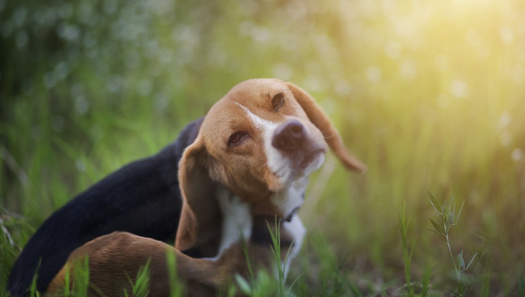 Beagle-Hund kratzt seinen Körper im weißen Blumenfeld.