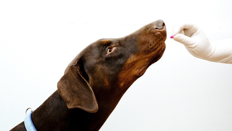 tierärztliche Untersuchung Dobermann Hund