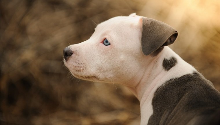 American Pit Bull Terrier Hund, Pit Bull Welpe mit Herzform Markierung am Hals