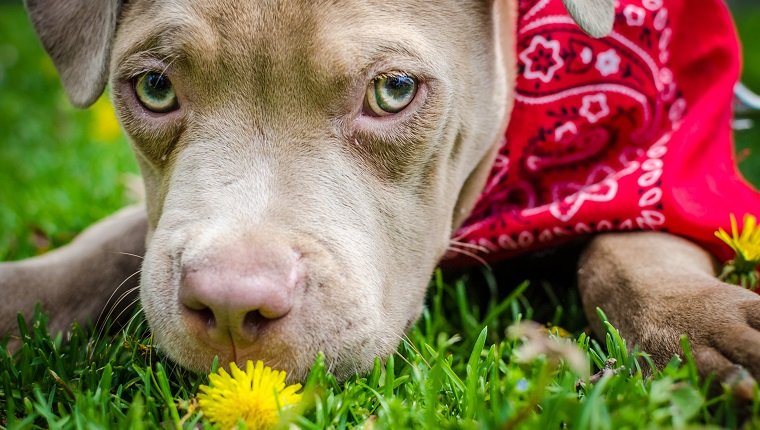 Pitbull-Welpe, der eine Blume auf Gras isst