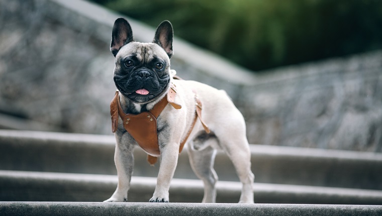 Französische Bulldogge an Vintage-Treppe