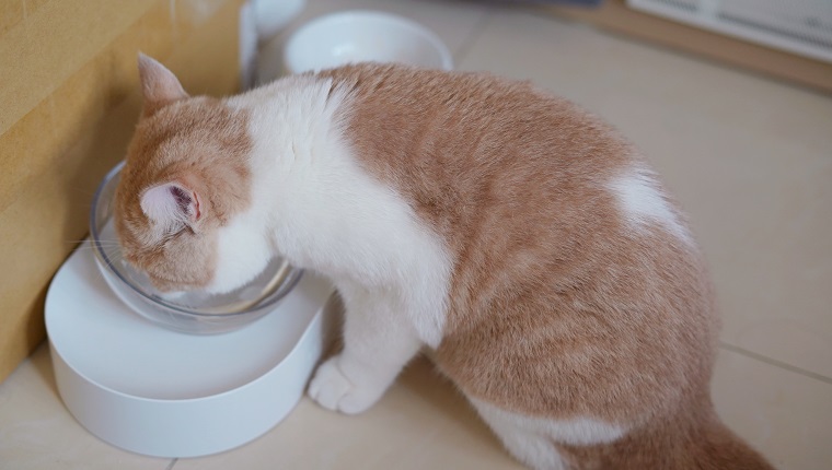 Orange und weiße Katze, die Wasser essen und trinken