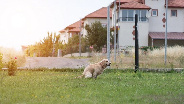 Golden Retriever Hund kotet im Park