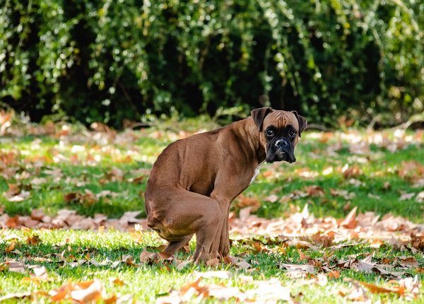 boxer pooping, may have fecal impaction