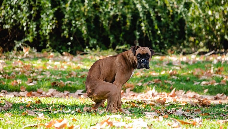boxer pooping, may have fecal impaction