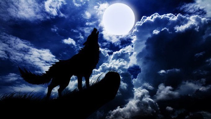 Wolf heult den Mond an