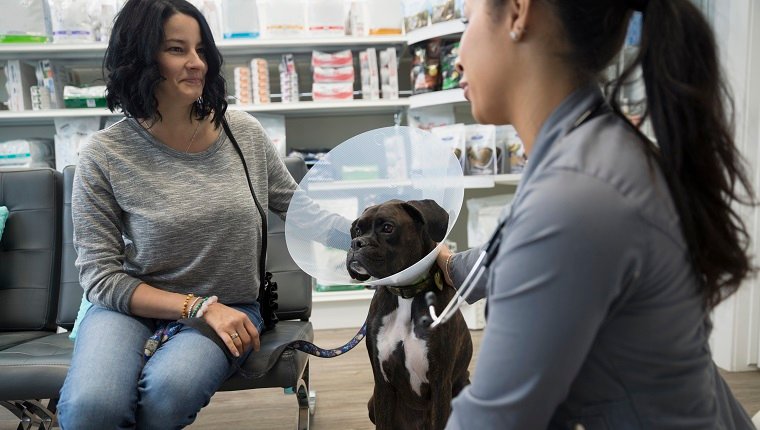 Tierarzt spricht mit Frau mit Hund, der Kegel trägt