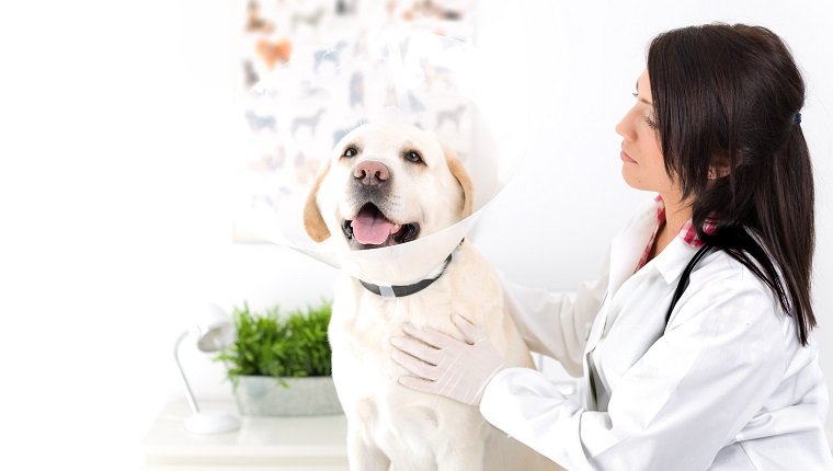 Tierarzt, der einen Hund untersucht