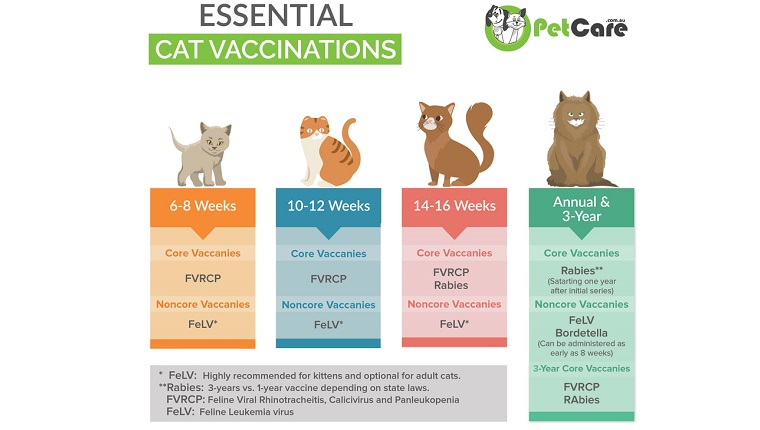 Impfplan für Katzen