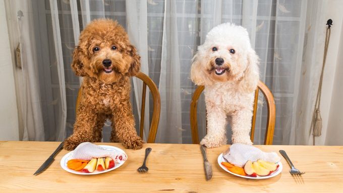 Hunde am Esstisch