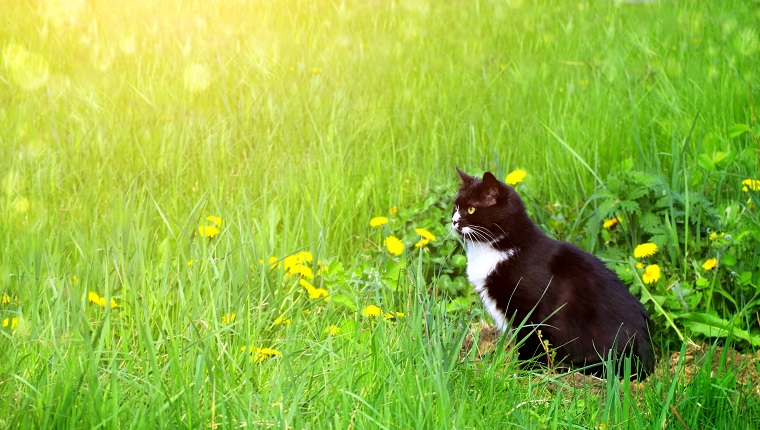 Nette Schwarzweiss-Katze auf Sommerrasen. Horizontaler sonniger Hintergrund mit Kätzchen, grünem Gras und Löwenzahn. Kopieren Sie Platz für Text