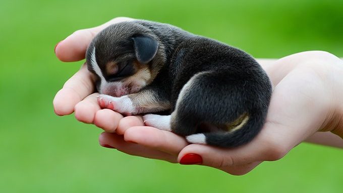 winziger neugeborener Beagle-Welpe