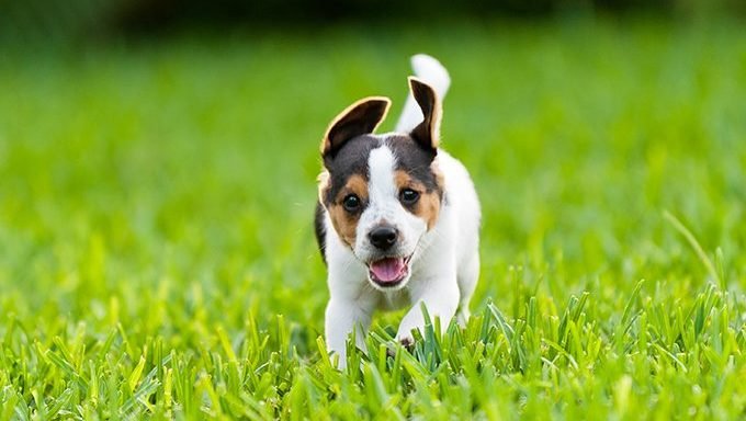 Beagle Welpe läuft im Gras