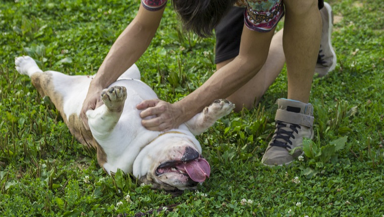 Besitzer reibt seinen Hundebauch im Gras.