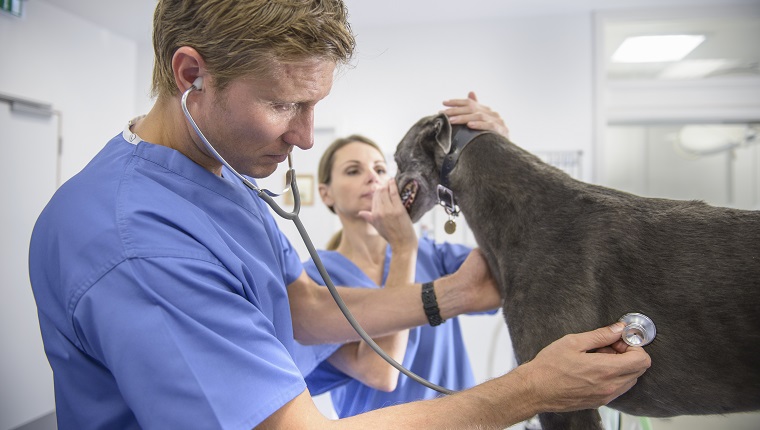 Tierärzte, die Windhund mit Stethoskop auf Tisch in der Tierarztpraxis untersuchen