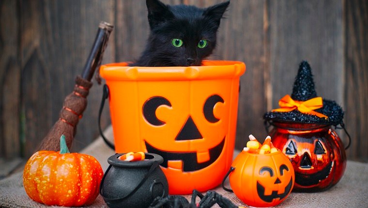 Halloween-Kürbis und schwarze Katze auf hölzernem Hintergrund