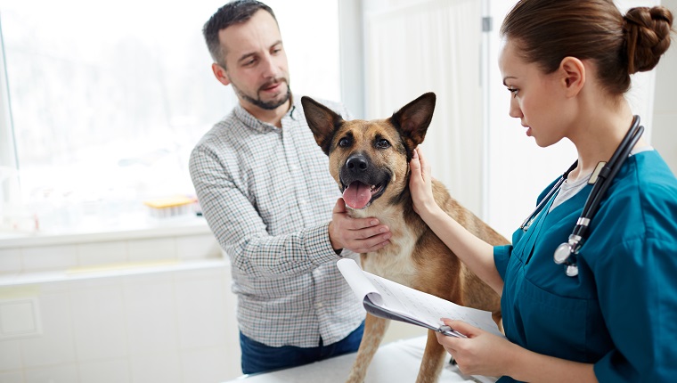 Junger Tierarzt mit medizinischem Dokument, das Hundehals berührt und es während des Termins kuschelt