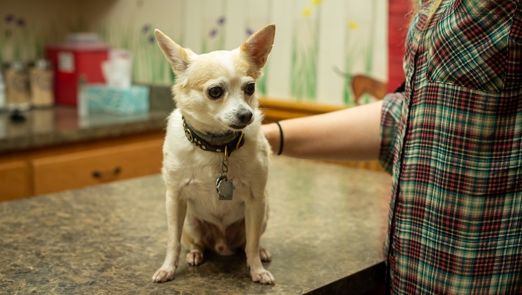 Ein ängstlich gebräunter und weißer Chihuahua sitzt auf dem Untersuchungstisch in einer Tierklinik und streichelt und beruhigt ihn mit den Händen seines Besitzers.