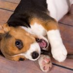 tiny newborn beagle puppy