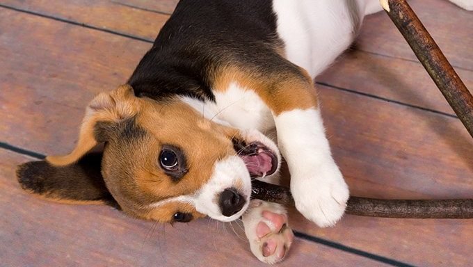 tiny newborn beagle puppy