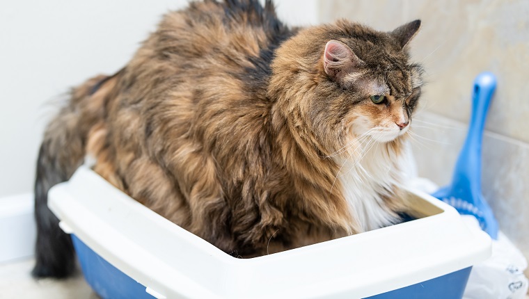 Trauriges Kaliko Maine Coon Katze Übergewicht verstopft krank nach Megacolon, Einlauf, versuchen, in der blauen Katzentoilette zu Hause auf die Toilette zu gehen suchen