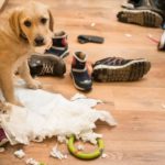 Cute puppy with diaper and shoes at home, she makes mess