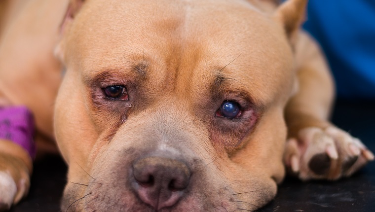 American Bully Hunderasse mit Entropium und Hornhautgeschwür für die Operation vorbereitet