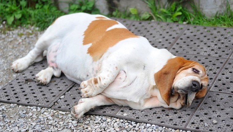 fetter Hund, der mit Fettleibigkeit auf dem Boden liegt