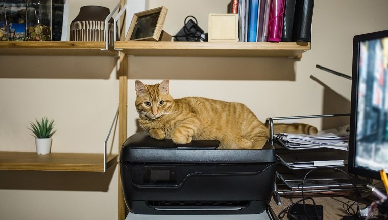 Eine Katze, die auf einem Drucker in einem Schreibtisch / Bürobereich zu Hause liegt