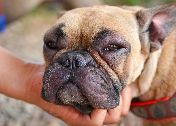 Magengeschwüre bei Hunden Symptome, Ursachen und Behandlungen
