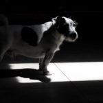 Dog In Darkroom At Home