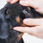 Veterinarian examine on the eyes of a dog dachshund. Cataract eyes or glaucoma of dog. Medical and Health care of pet concept.