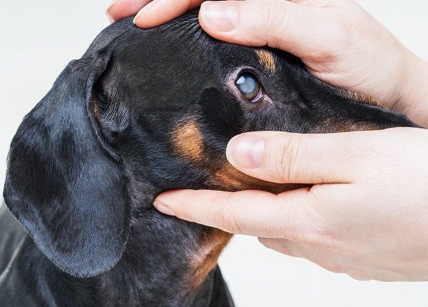 Geschwollene Augen bei Hunden Symptome, Ursachen und Behandlungen