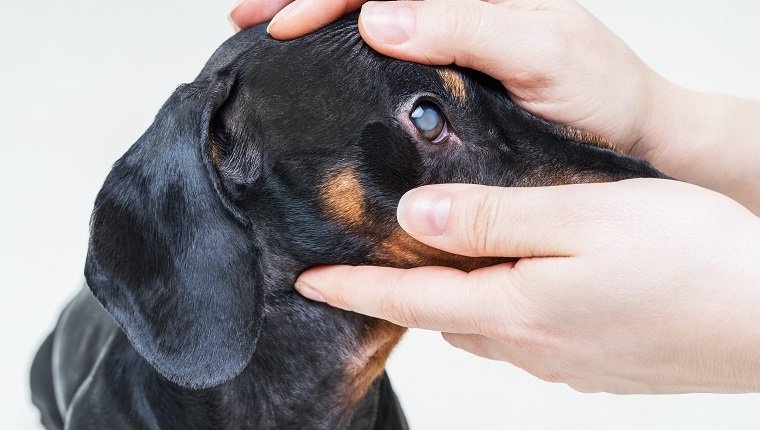 Veterinarian examine on the eyes of a dog dachshund. Cataract eyes or glaucoma of dog. Medical and Health care of pet concept.